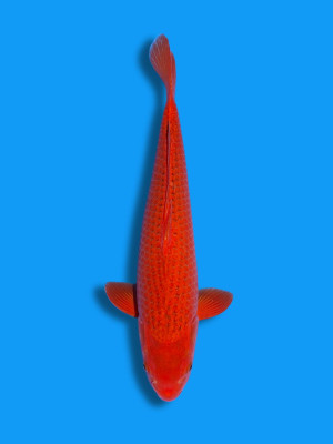 Aka Matsuba | Koi&Co.